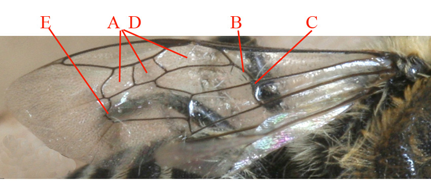 Nervatura alare degli imenotteri Apidae.